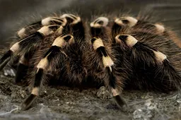Geniale gozer koopt een tarantula om zijn schoonmoeder op afstand te houden