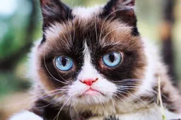 R.I.P. Grumpy Cat: de meest legendarische kat op aarde