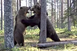 Twee vechtende bruine beren showen hun kracht in ‘best bear fight ever’