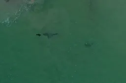 Drone filmt spectaculaire aanval van witte haai op zeehond