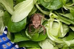 Knakker vindt levende kikker in salade van de Aldi