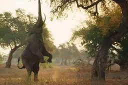 Zie hier de nieuwe trailer van David Attenborough's Seven Worlds One Planet