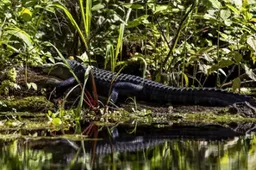Twee mannen uit Florida zijn opgepakt omdat ze een alligator dronken wilden voeren