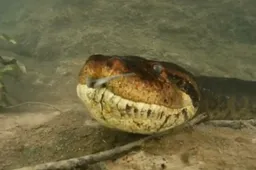 Scuba diver komt oog in oog met een 7-meter lange Anaconda