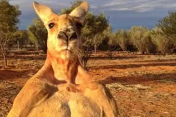 Een Australische kangoeroe is op oorlogspad en laat niets en niemand heel