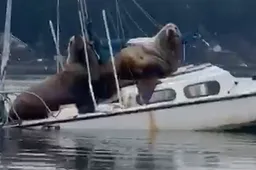 Twee zeeleeuwen hebben een boot 'gekaapt'