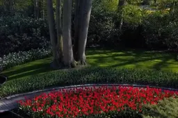 Drone vliegt over het prachtige Keukenhof en brengt alle tulpen mooi in kaart