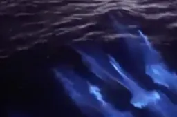 Deze video van 'lichtgevende' dolfijnen is het mooiste natuurfragment van deze week