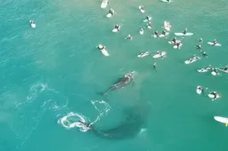 Sicke dronebeelden showen walvissen die op een haartje langs groep surfers zwemmen
