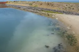 Massaal klaarkomende oesters kleuren zee bij Texel wit