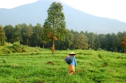 25 foto’s die bewijzen dat je naar Indonesië moet