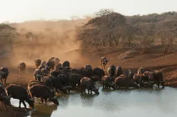 25 foto’s die bewijzen dat je naar Zuid-Afrika moet