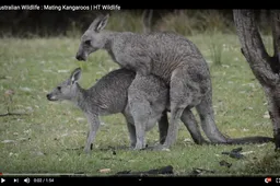 Oma koopt per ongeluk een draagtas met geile dierenprint