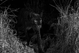 Uiterst zeldzame zwarte luipaard is terug van weggeweest