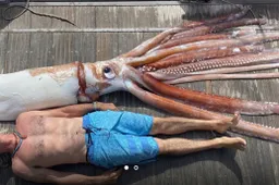 Een inktvis van ruim 200 kilo wordt in perfecte conditie uit de oceaan gevist