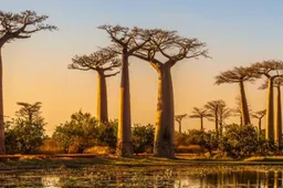 25 foto's die bewijzen dat je naar Madagaskar moet