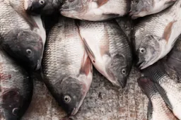 De meest stinkende vissen zijn misschien in staat om ons leven te redden