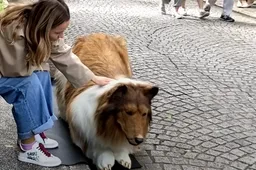 Deze man sloeg 15.000 euro kapot om door het leven te gaan als hond