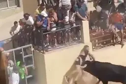 Spaans stierengevecht loopt compleet uit de klauwen met toeschouwer als slachtoffer