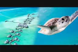 Luxe hotel in de Maldiven zoekt een stagiair om voor schildpadden te zorgen