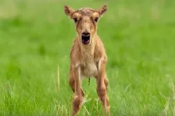 Stuk gaan om schreeuwende dieren in komische Planet Earth compilatie