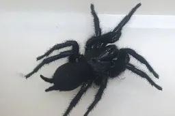 Joekel van een spin gevonden in bouwmarkt Alblasserdam