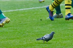 Duif die 90 minuten op het veld rondliep nieuw clubicoon van Borussia Dortmund