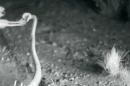 Rat trapt ratelslang op zijn smoel in slow-mo video