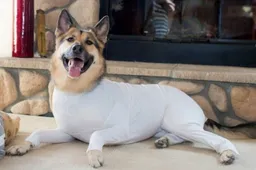 Deze onesie voor honden voorkomt dat het haarverlies in je huis belandt