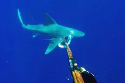 Boot van duiker drijft weg waardoor hij alleen overblijft met een hongerige haai