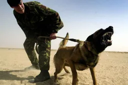 Deze heldhaftige hond nam het op tegen gewapende IS-strijders