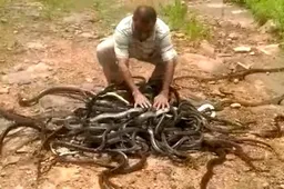 Dude laat 300 gifslangen tegelijkertijd vrij in het wild