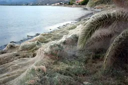 Grieks dorp bedolven onder spinnenweb van 300 meter lang