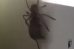 Enorme spin heeft met deze muis een lekkere lunch te pakken