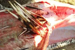Wilde slang gaat dood van de pijn nadat hij een stekelvarken opeet