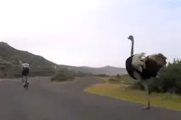 Gigantische struisvogel gaat met 50 km/u voor de demarrage