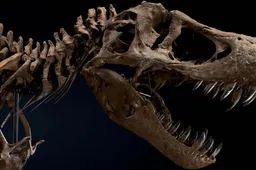 Het skelet van Stan de T-rex is 67 miljoen jaar oud en nu te koop