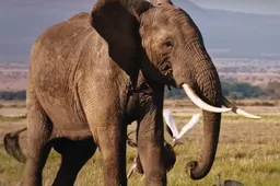 The Ivory Game showt de krankzinnige wereld van ivoorhandel