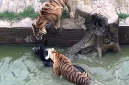 In een Chinese dierentuin gooiden ze een levende ezel bij een paar hongerige tijgers