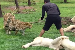 Tijger redt het leven van dierenverzorger door aanval van luipaard te voorkomen