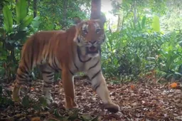Zeldzame tijger gespot op wildcamera in Thailandse bossen