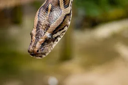 Hongerige python bijt in penis van toiletbezoeker