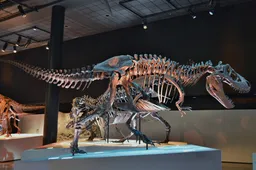 Zie hier hoe een dinosaurus-skelet in perfecte vorm het museum bereikt