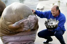 Deze dieren hebben de verjaardag van hun leven