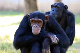 Tsjechische apen videobellen elkaar tegen eenzaamheid