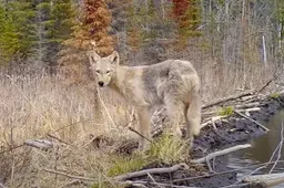 Zet één jaar een camera in het Voyageurs National Park en alle dieren komen voorbij