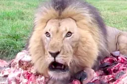 Kom niet tussen een leeuw en zijn eten