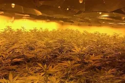 De Spaanse politie rolt grootste Europese wietplantage ooit op