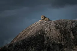 De 25 favoriete foto's in de wedstrijd 'Wildlife fotograaf van het jaar'