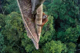 De inzendingen voor de Wildlife Photographer of the Year zijn waanzinnig